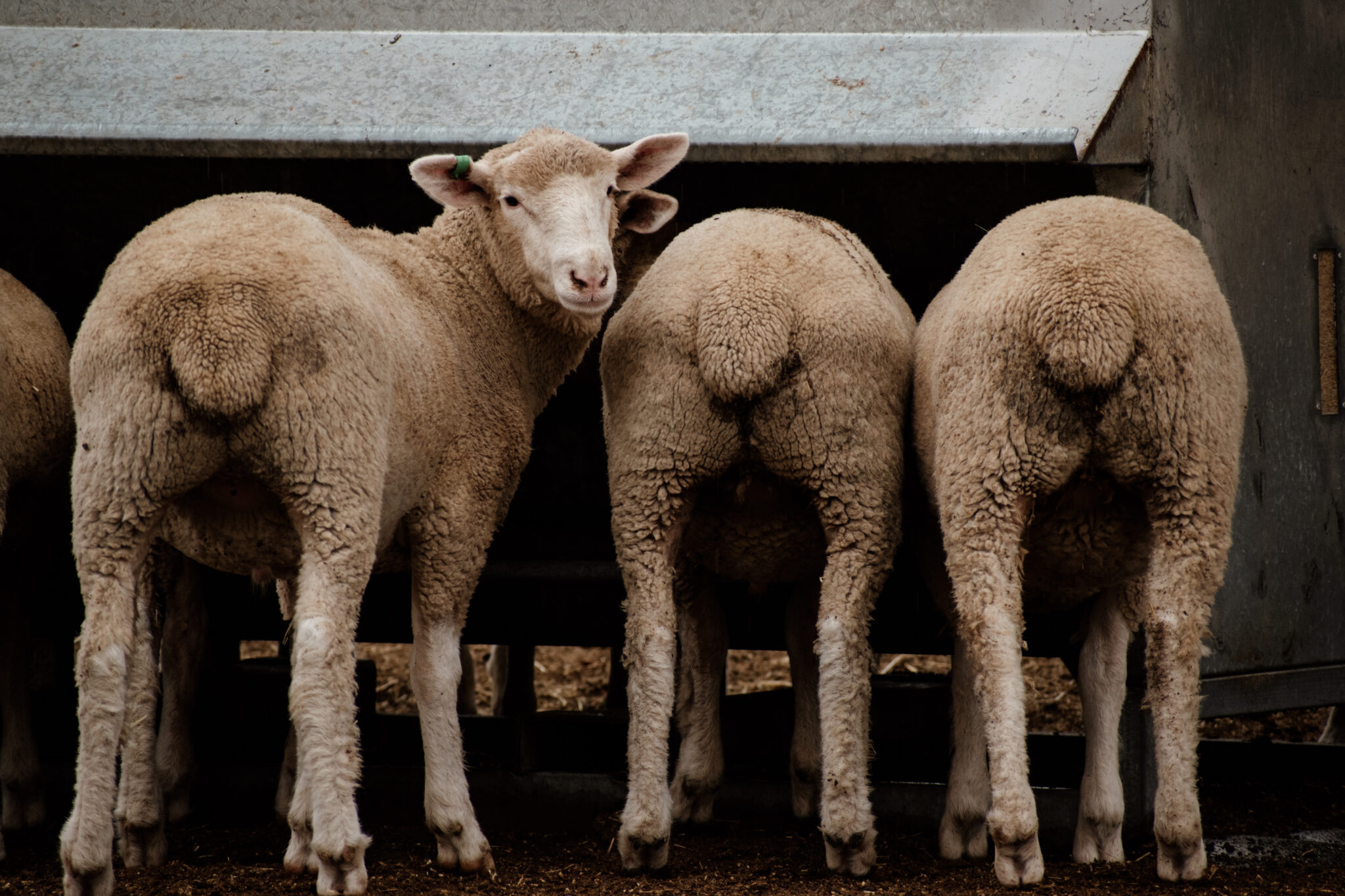 Lambs heading to the feedlot? - Alltech Lienert Australia