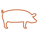 Pig icon