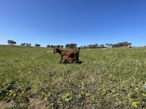 cow in pasture