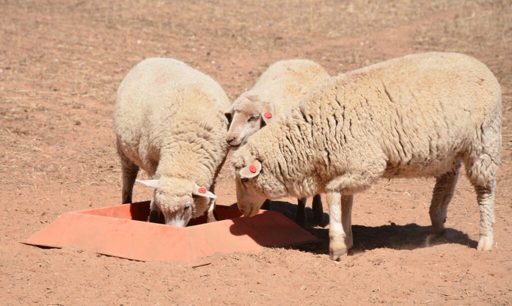 sheep consuming a loose lick